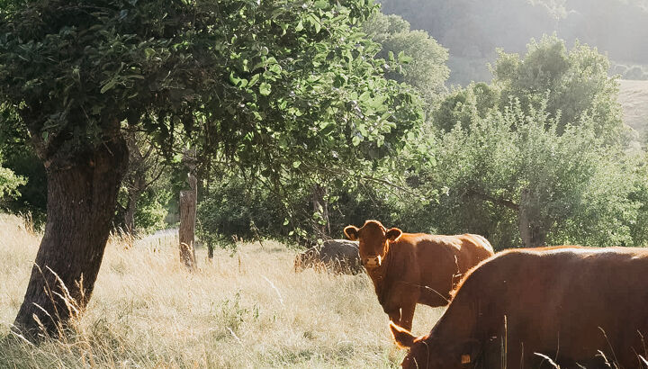 Rinder,Bedandbreakfast; ferienunterkunft; urlaubinluxemburg; luxemburg; echternach; mullerthal; mullerthalregion; luxembourgtourism; wanderlust; wandern; hikingluxembourg; ferienaufdemland; auszeit;.jpg
