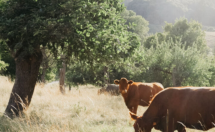 Rinder,Bedandbreakfast; ferienunterkunft; urlaubinluxemburg; luxemburg; echternach; mullerthal; mullerthalregion; luxembourgtourism; wanderlust; wandern; hikingluxembourg; ferienaufdemland; auszeit;.jpg