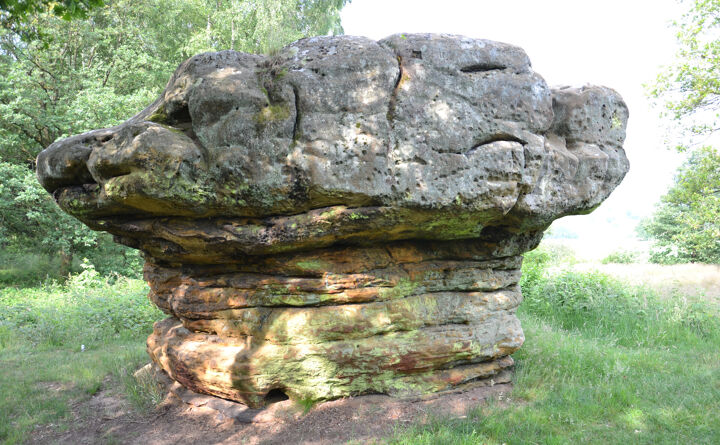 dsc_0632_champignonjpg_compressed.jpeg