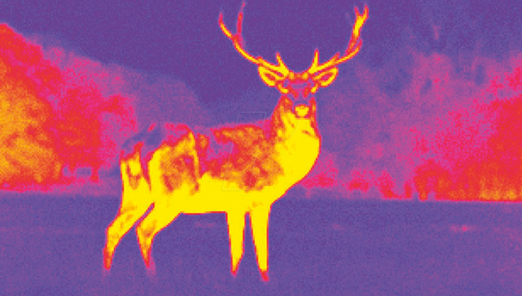 https://storage.googleapis.com/lu-echo-prod-experiences/4M7P7ge9QzbmXvafq5or/randonnee-de-la-biodiversite-au-lac-d-echternach-TwLBjM/Hirsch_main.png