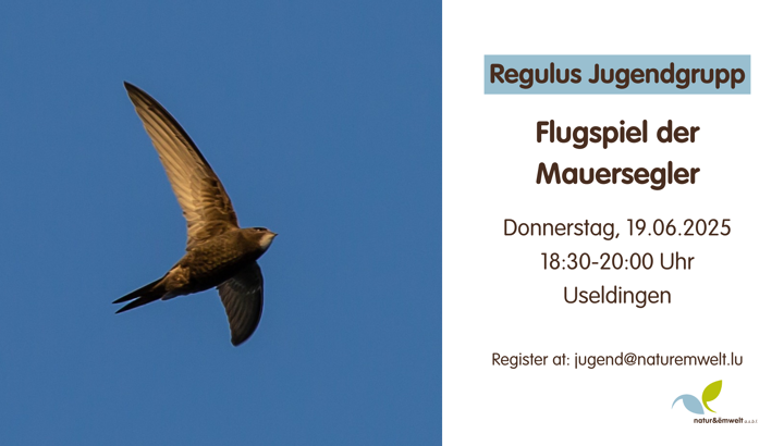 https://storage.googleapis.com/lu-echo-prod-experiences/X-cHLjcpeU2uAMc2Jot9/flight-game-of-the-swifts-AeluoO/Dimanche-le-4-mai-2025-3_main.png