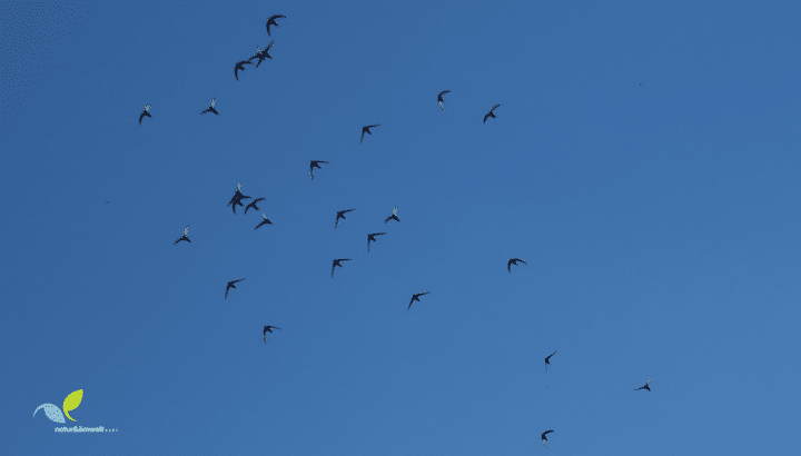 https://storage.googleapis.com/lu-echo-prod-experiences/X-cHLjcpeU2uAMc2Jot9/flight-game-of-the-swifts-AeluoO/Public-Excursion-Banner-3-copy_main.png