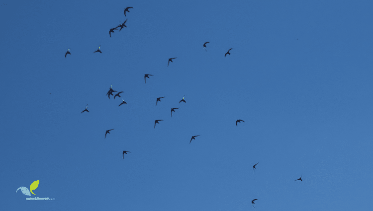 https://storage.googleapis.com/lu-echo-prod-experiences/X-cHLjcpeU2uAMc2Jot9/flight-game-of-the-swifts-AeluoO/Public-Excursion-Banner-3-copy_main.png