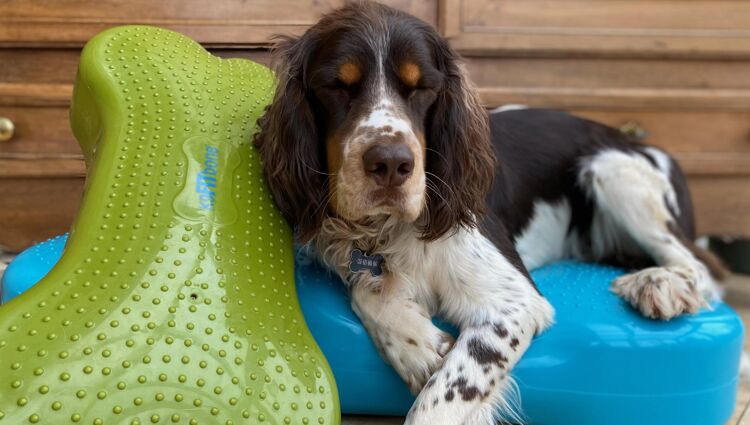 https://storage.googleapis.com/lu-echo-prod-experiences/zXJlfSJGseQDKINL3r1C/fitness-pour-chien-pour-le-chien-et-son-maitre-NZoLyp/Hunde-Fitness-kompr_0_main.jpg
