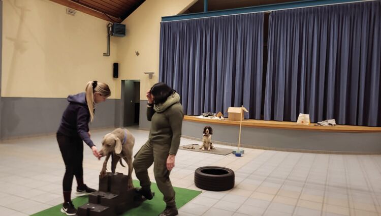 https://storage.googleapis.com/lu-echo-prod-experiences/zXJlfSJGseQDKINL3r1C/fitness-pour-chiens-4K4a4i/Hunde-Fitness-2_compressed_main.jpg