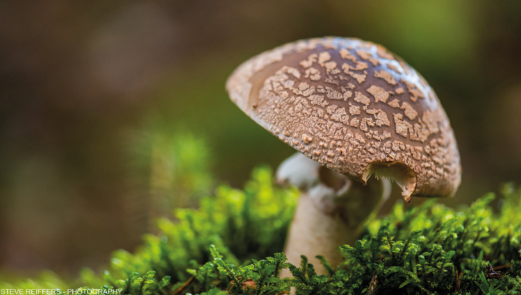 https://storage.googleapis.com/lu-echo-prod-experiences/zXJlfSJGseQDKINL3r1C/randonnee-aux-champignons-autour-de-biwisch-PyJ16a/Pilzwanderung-kompr_main.png